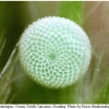 polyommatus semiargus ovum